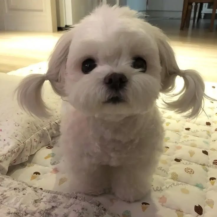 LUCY